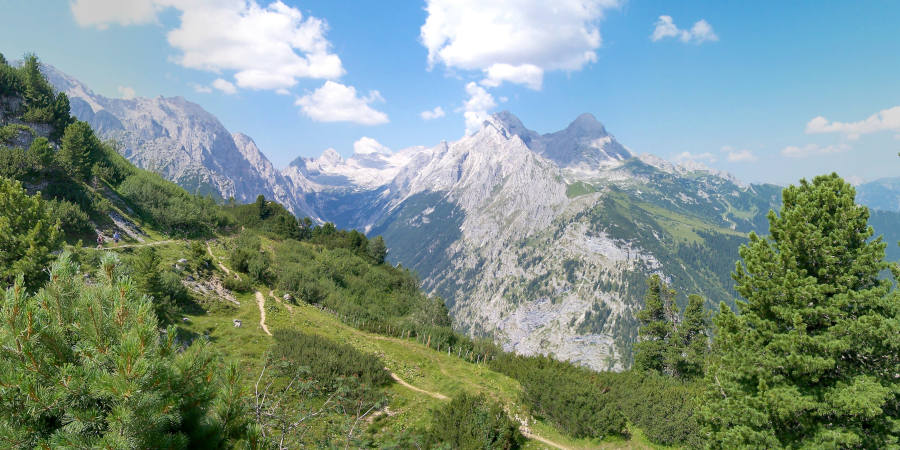 Zirbelkiefer Alpen
